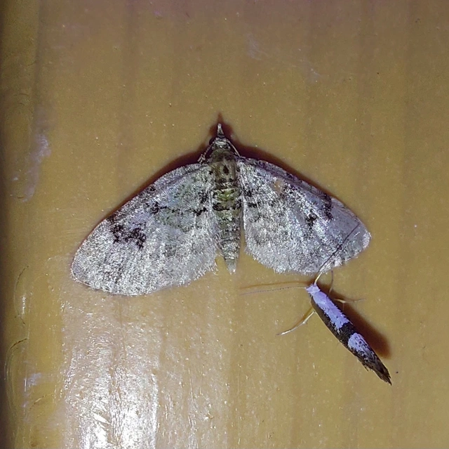 Chloroclystis v-ata - zöldes törpearaszoló