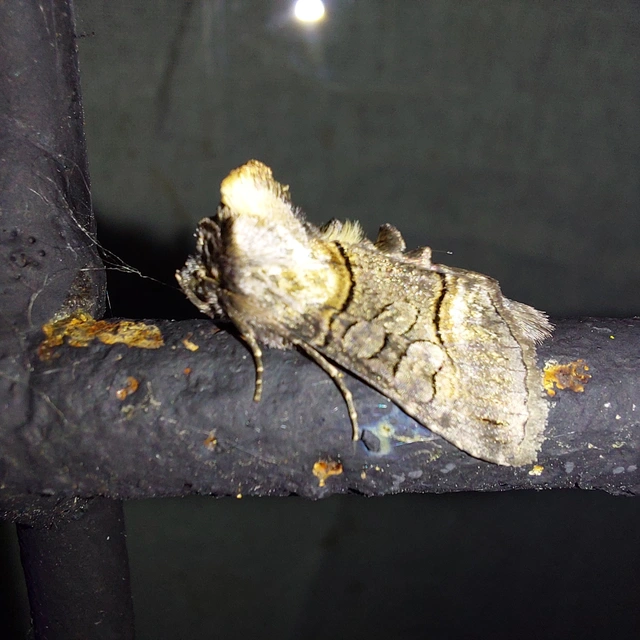 Abrostola asclepiadis - barnaövű csalánbagoly