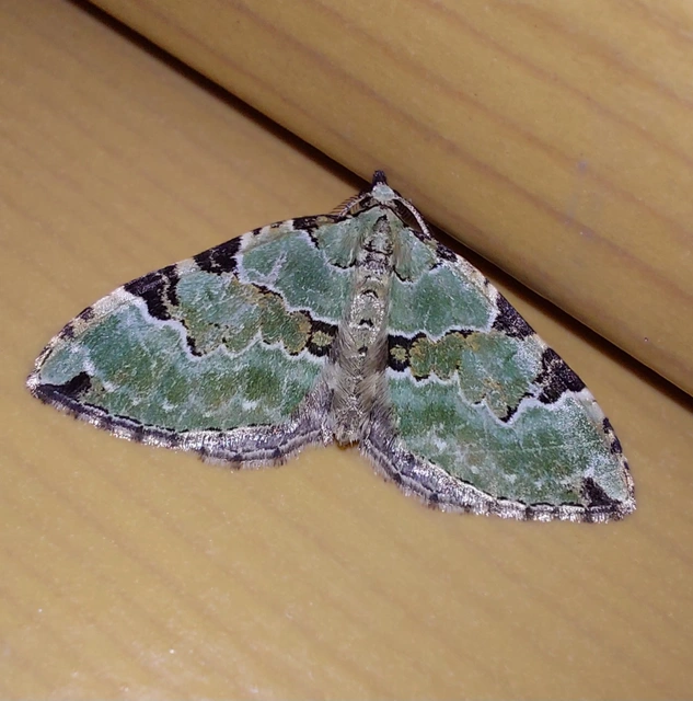 Colostygia pectinataria - zöld levélaraszoló