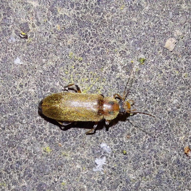 Osphya bipunctata - kétalakú komorka