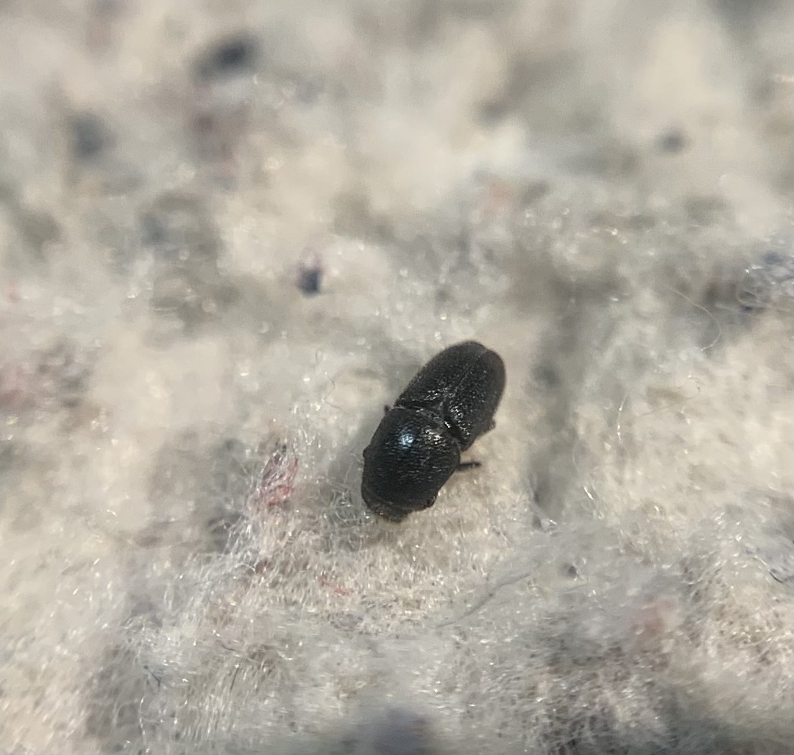 Scolytus multistriatus - kis szil-szijácsszú