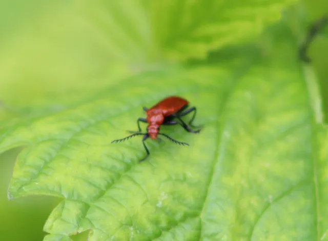 Pyrochroa serraticornis - közép-bíborbogár
