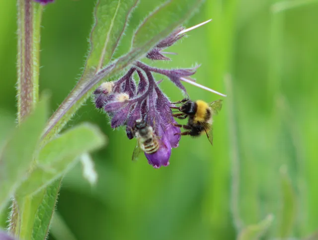 Bombus haematurus - mediterrán poszméh