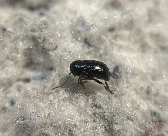 Cryptocephalus exiguus