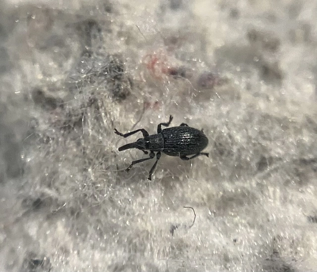 Catapion seniculus - lóhereszár-cickányormányos Catapion seniculus - lóhereszár-cickányormányos