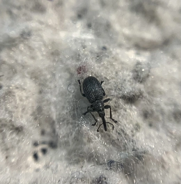 Ischnopterapion loti - szarvaskerep-cickányormányos