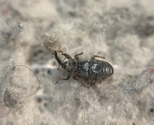 Dorytomus taeniatus - kecskefűz-hangormányos
