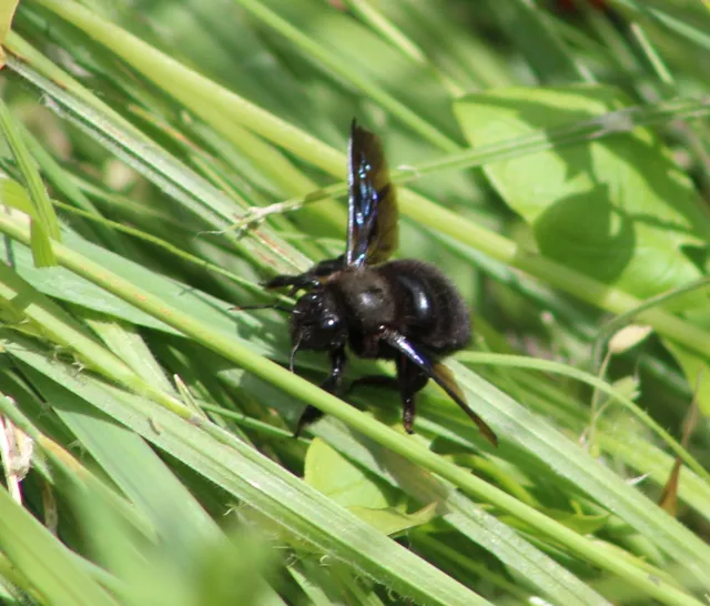 Xylocopa violacea - kék fadongó