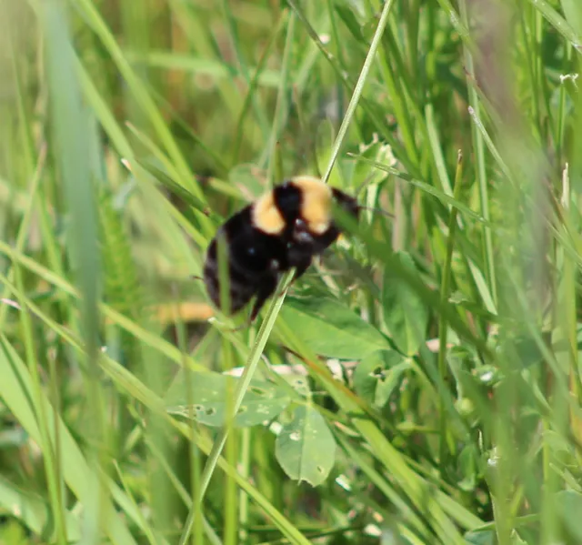 Bombus argillaceus - délvidéki poszméh
