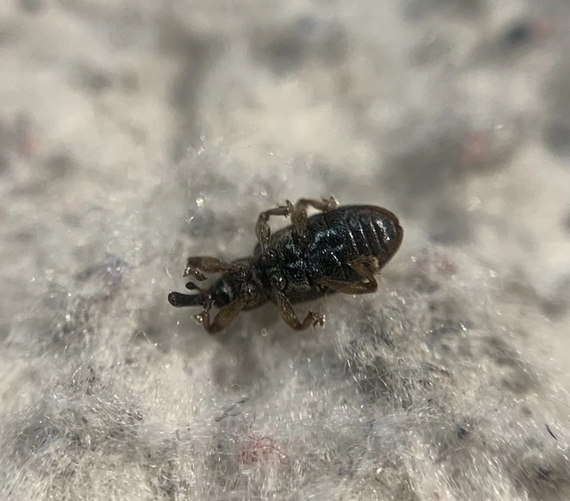 Dorytomus taeniatus - kecskefűz-hangormányos
