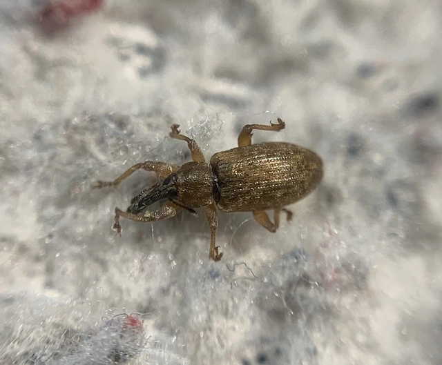 Dorytomus taeniatus - kecskefűz-hangormányos