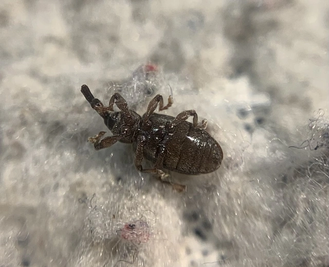 Dorytomus suratus - sárgalábú hangormányos