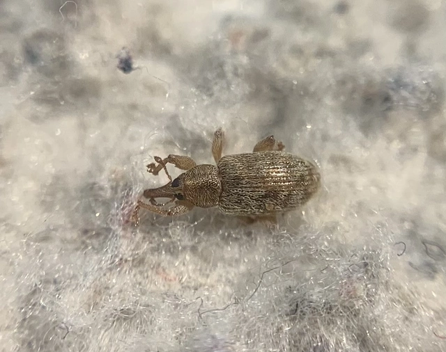 Dorytomus villosulus - sárgás hangormányos