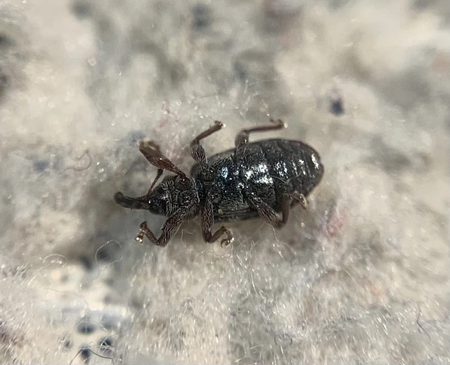 Dorytomus taeniatus - kecskefűz-hangormányos