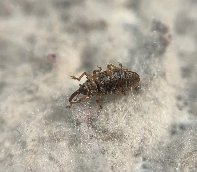 Dorytomus melanophthalmus - sárgaorrú hangormányos