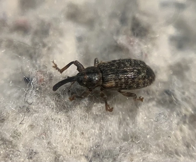 Dorytomus taeniatus - kecskefűz-hangormányos