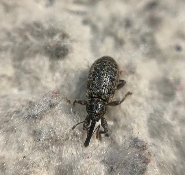 Dorytomus taeniatus - kecskefűz-hangormányos