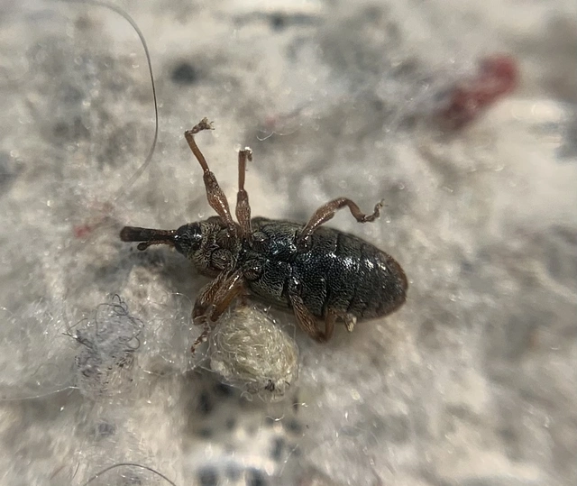 Dorytomus taeniatus - kecskefűz-hangormányos