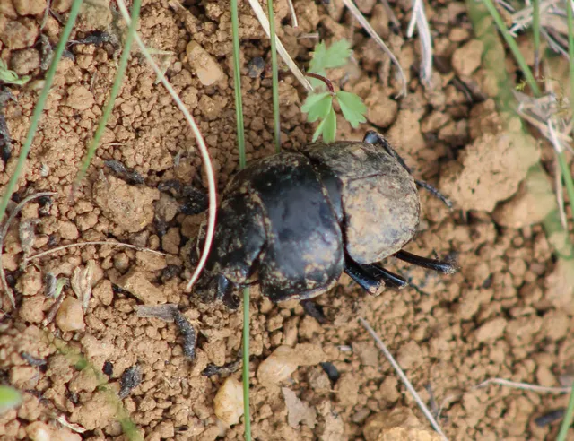 Lethrus apterus - nagyfejű csajkó