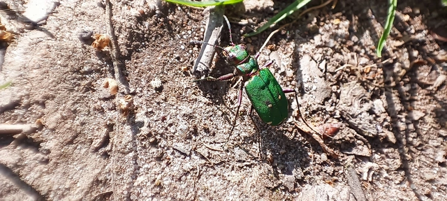 Cicindela campestris - mezei homokfutrinka