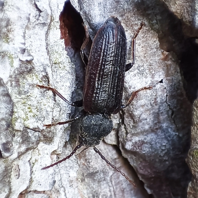 Asemum striatum - komor fenyőcincér