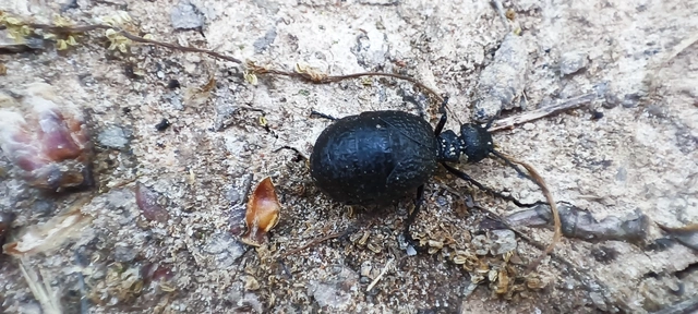Meloe rugosus - ráncos nünüke