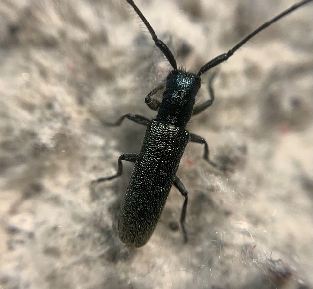 Agapanthia violacea - kék somkórócincér