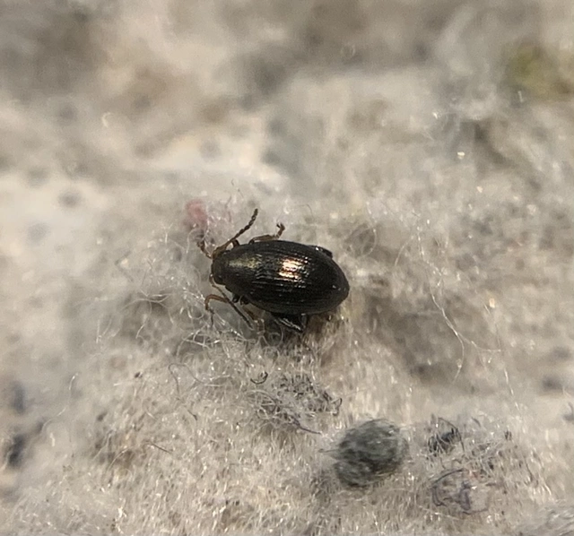 Chaetocnema tibialis - répa-földibolha Chaetocnema tibialis - répa-földibolha