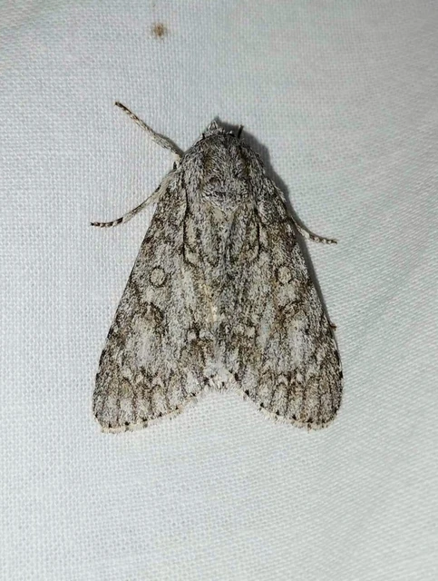 Acronicta aceris - vadgesztenye-szigonyosbagoly