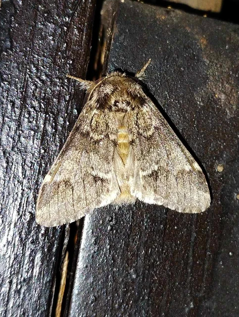 Drymonia dodonea - bélyeges púposszövő