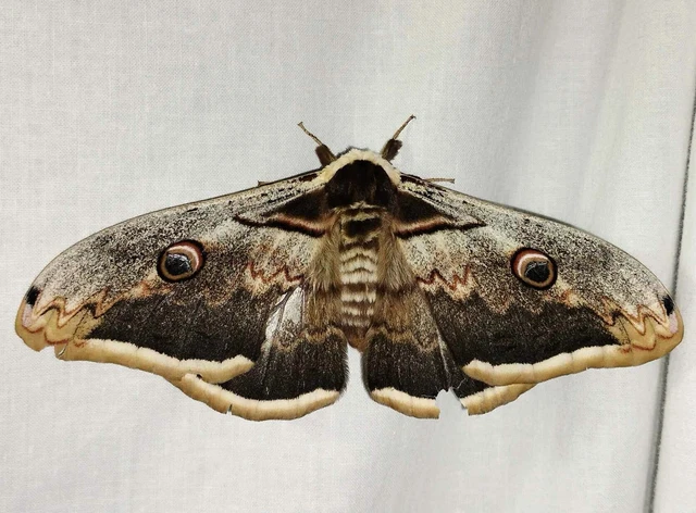 Saturnia pyri - nagy pávaszem