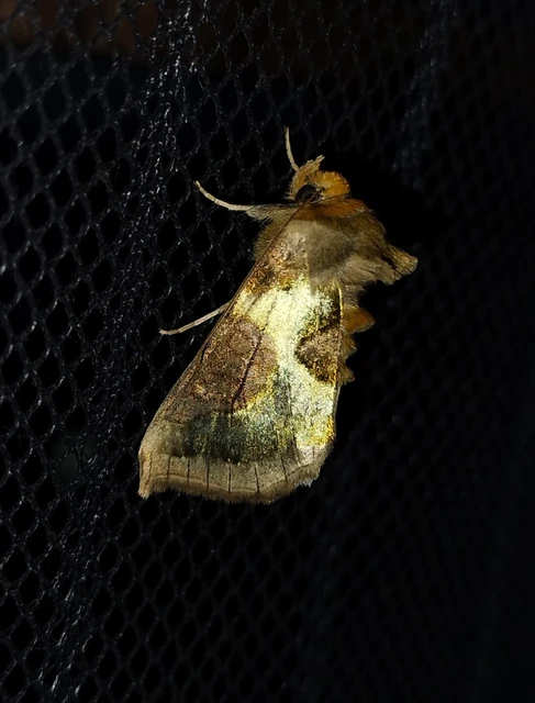 Diachrysia stenochrysis - rejtőző aranybagoly