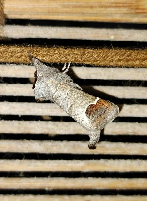 Clostera curtula - rövidszárnyú levélszövő
