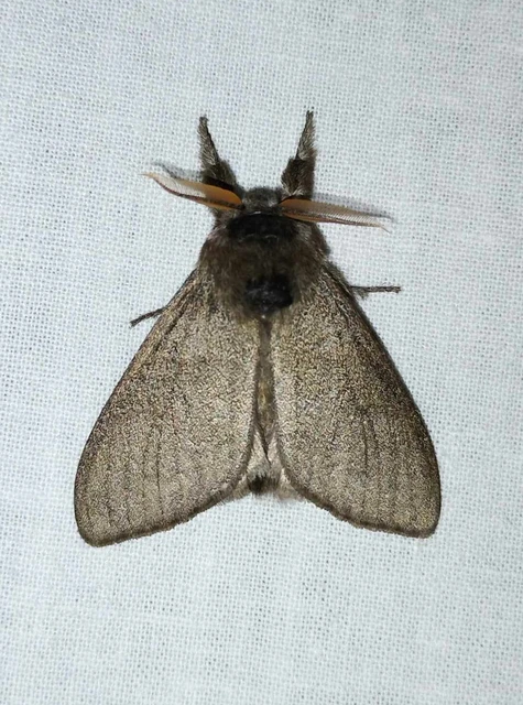 Calliteara pudibunda - hamvasszövő
