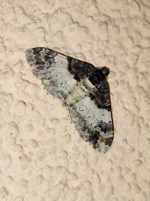 Catarhoe cuculata - csuklyás tarkaaraszoló