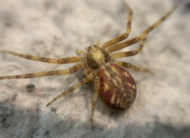 Philodromus