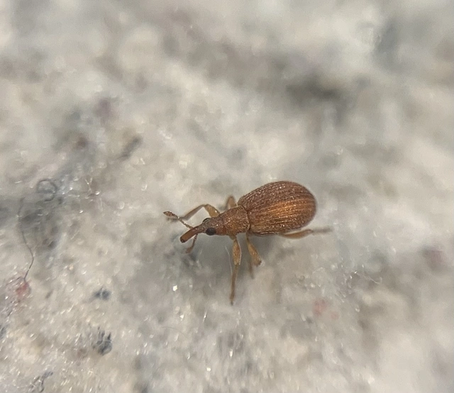 Apion haematodes - madársóska-cickányormányos