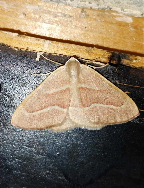 Hylaea fasciaria - erdeifenyő-sávosaraszoló