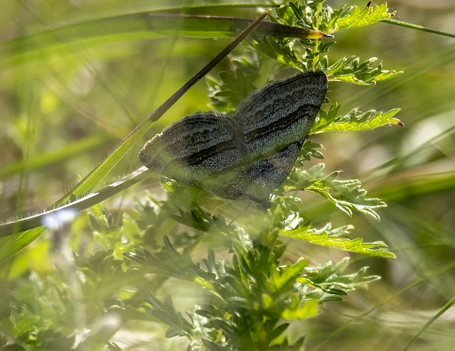 Scotopteryx coarctaria - vonalkás araszoló