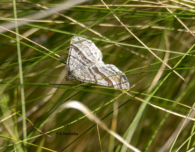 Scotopteryx coarctaria - vonalkás araszoló
