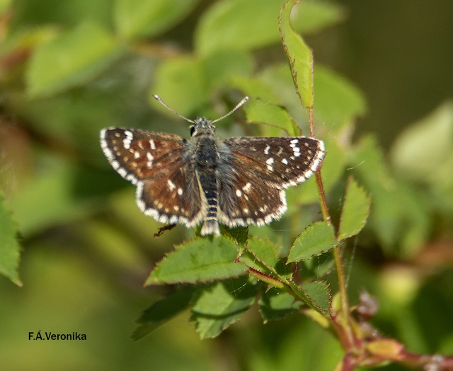 Spialia orbifer - törpe busalepke