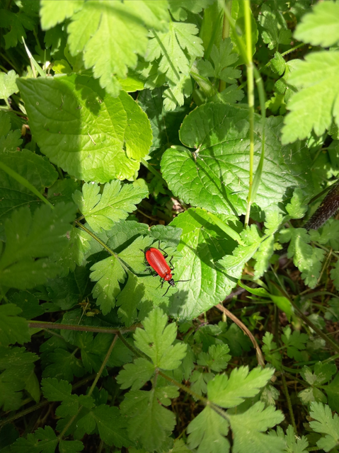 Pyrochroa coccinea - nagy bíborbogár