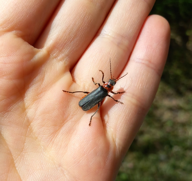 Cantharis rustica - suszterbogár