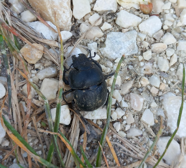 Lethrus apterus - nagyfejű csajkó