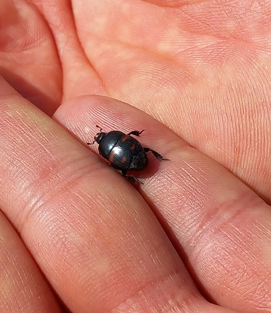 Hister quadrimaculatus - közönséges sutabogár
