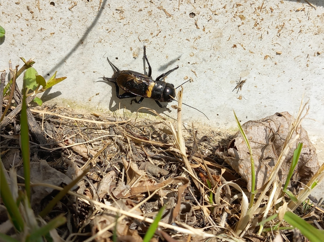 Gryllus campestris - mezei tücsök