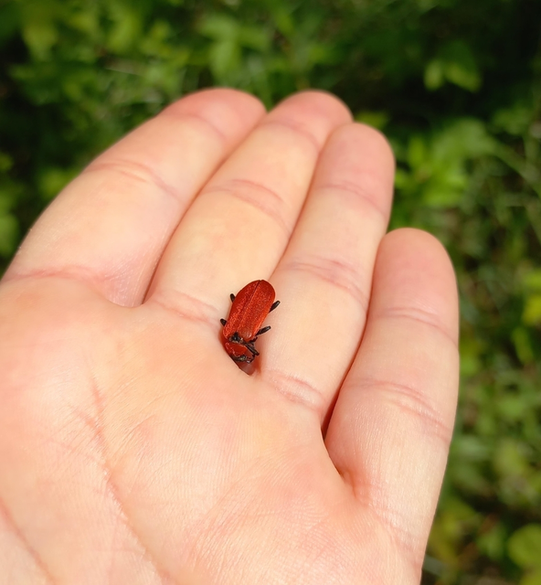 Pyrochroa coccinea - nagy bíborbogár