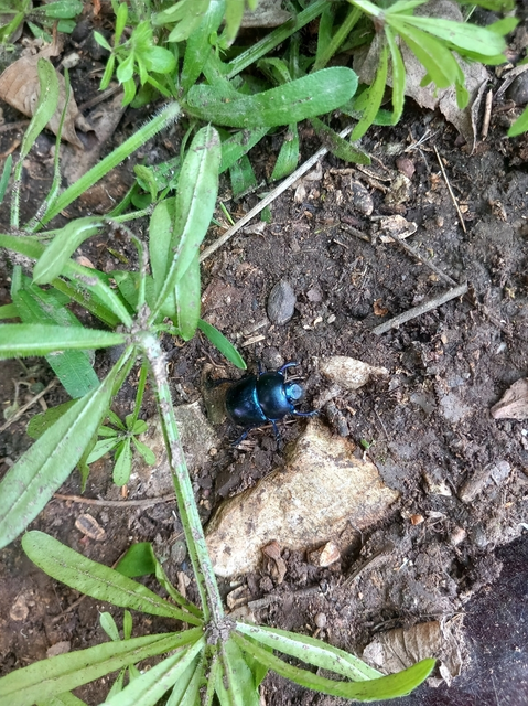 Trypocopris vernalis - tavaszi álganéjtúró