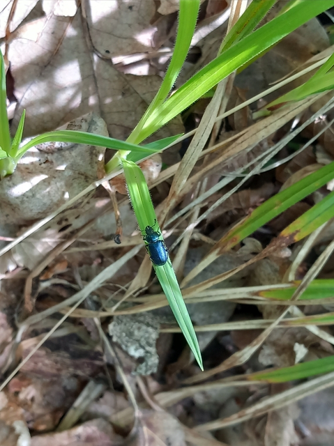 Platycerus caraboides - kis fémesszarvasbogár