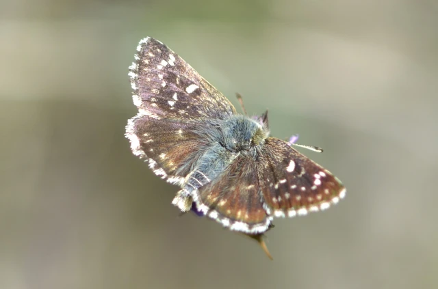 Spialia orbifer - törpe busalepke